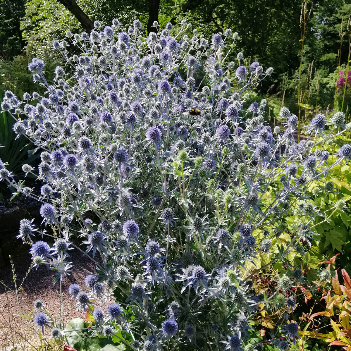 Flachblatt-Mannstreu - Mannstreu - Willemse