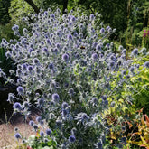 Flachblatt-Mannstreu - Mannstreu - Willemse