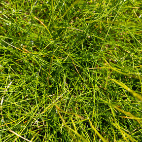 Schwingel   - Bärenfell Schwingel - Festuca gautieri (scoparia)