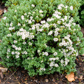Strauchveronika - Hebe carnosula - Willemse
