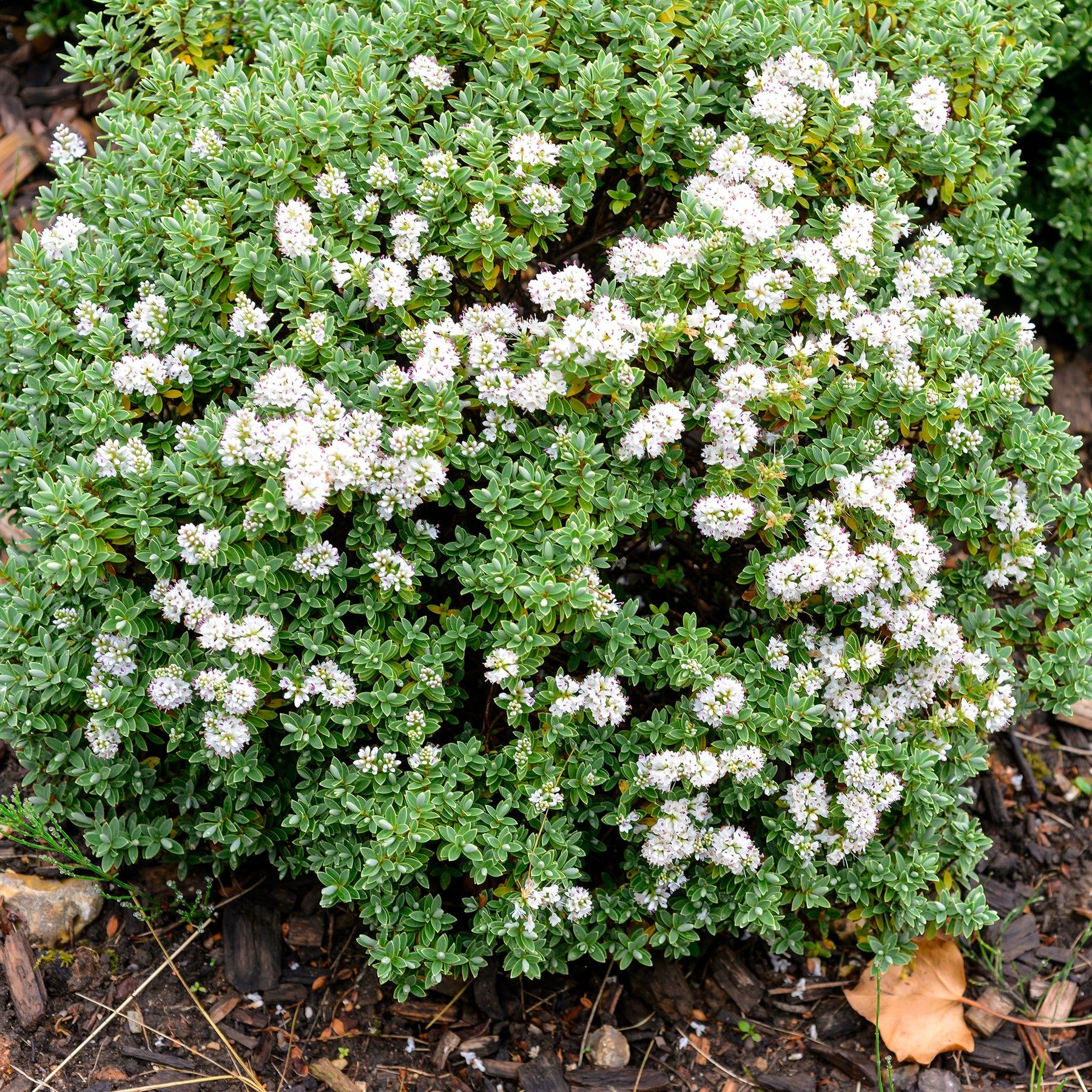Strauchveronika - Hebe carnosula - Willemse