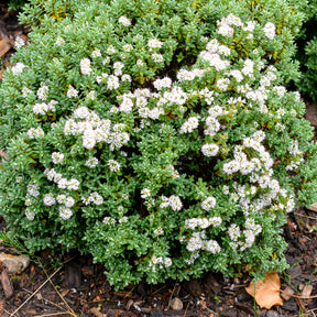 Strauchveronika - Hebe carnosula - Willemse