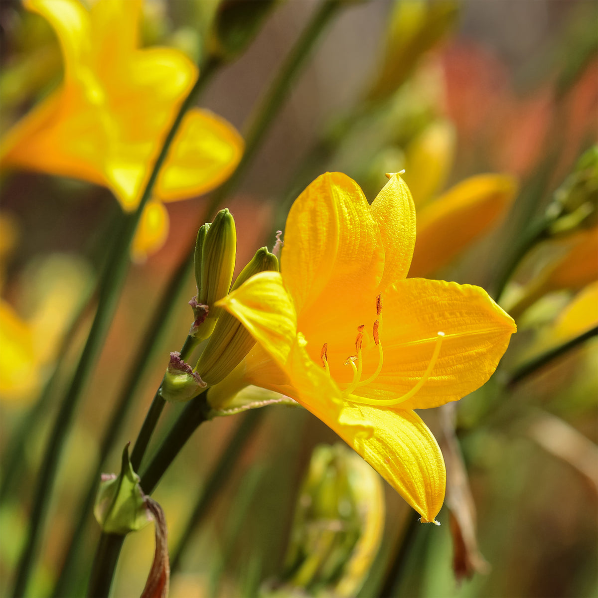 Hemerocallis - Taglilie - Taglilie Corky - Hemerocallis corky