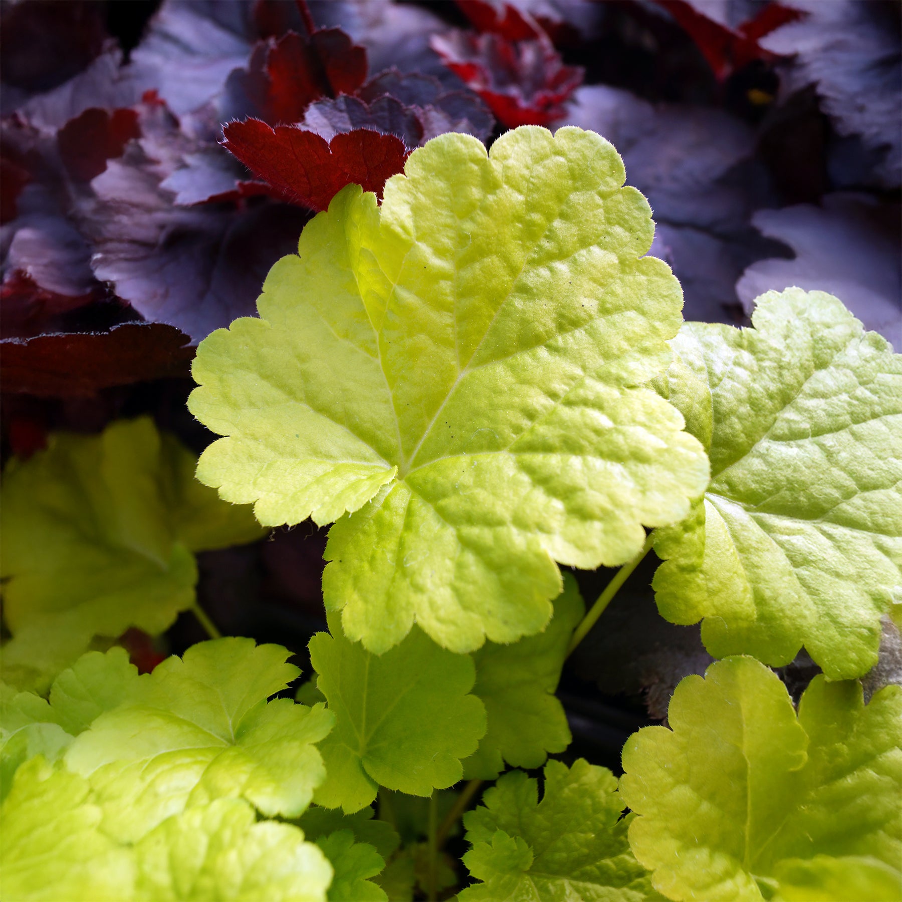 Heuchera sweet tart - little cutie series - Purpurglöckchen Sweet Tart - Heuchera - Purpurglöckchen
