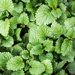 Zitronenmelisse - Melissa officinalis - Willemse