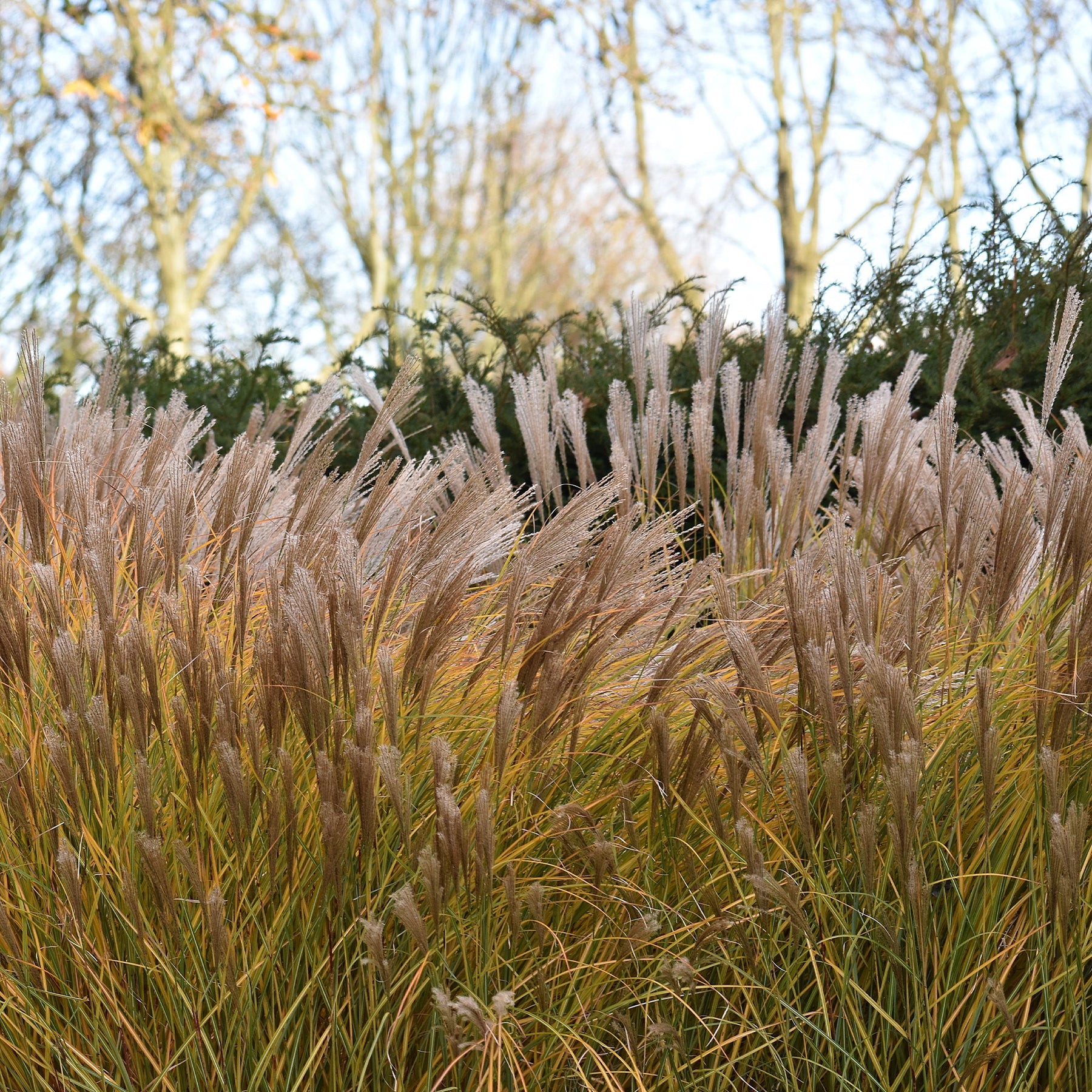 Chinaschilf Malepartus - Willemse