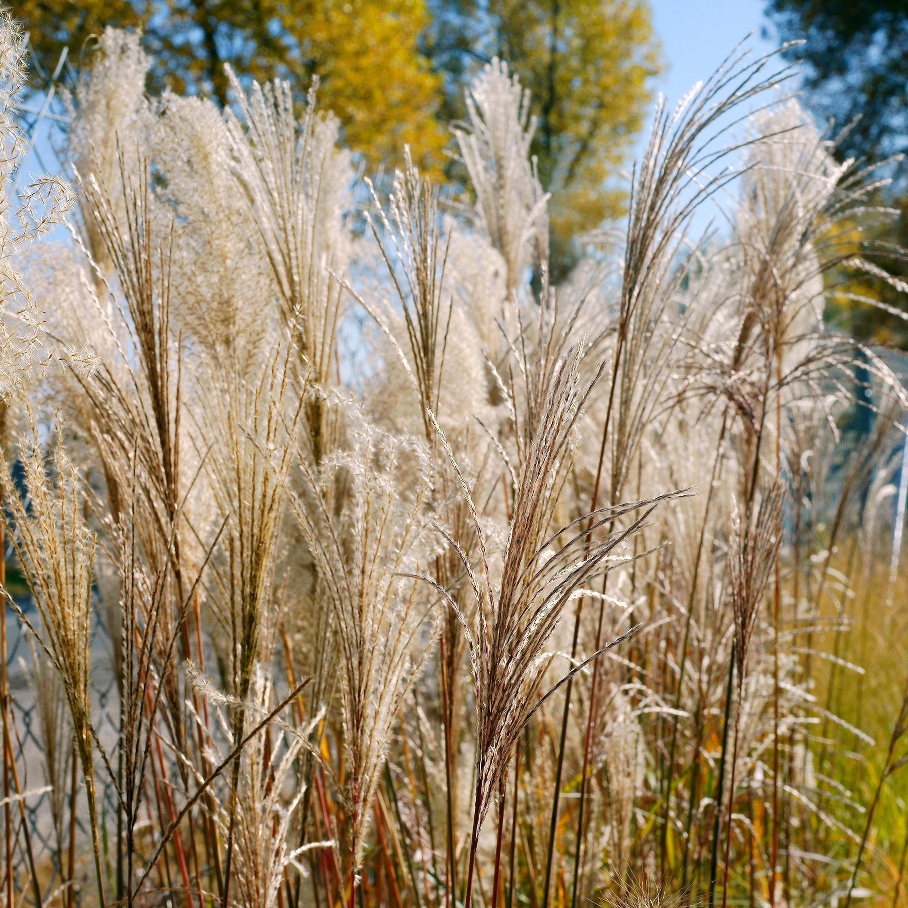 Chinaschilf Malepartus - Miscanthus sinensis malepartus - Willemse