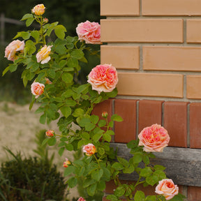 Kletterrose 'Alchymist' - Rosa alchymiste - Willemse