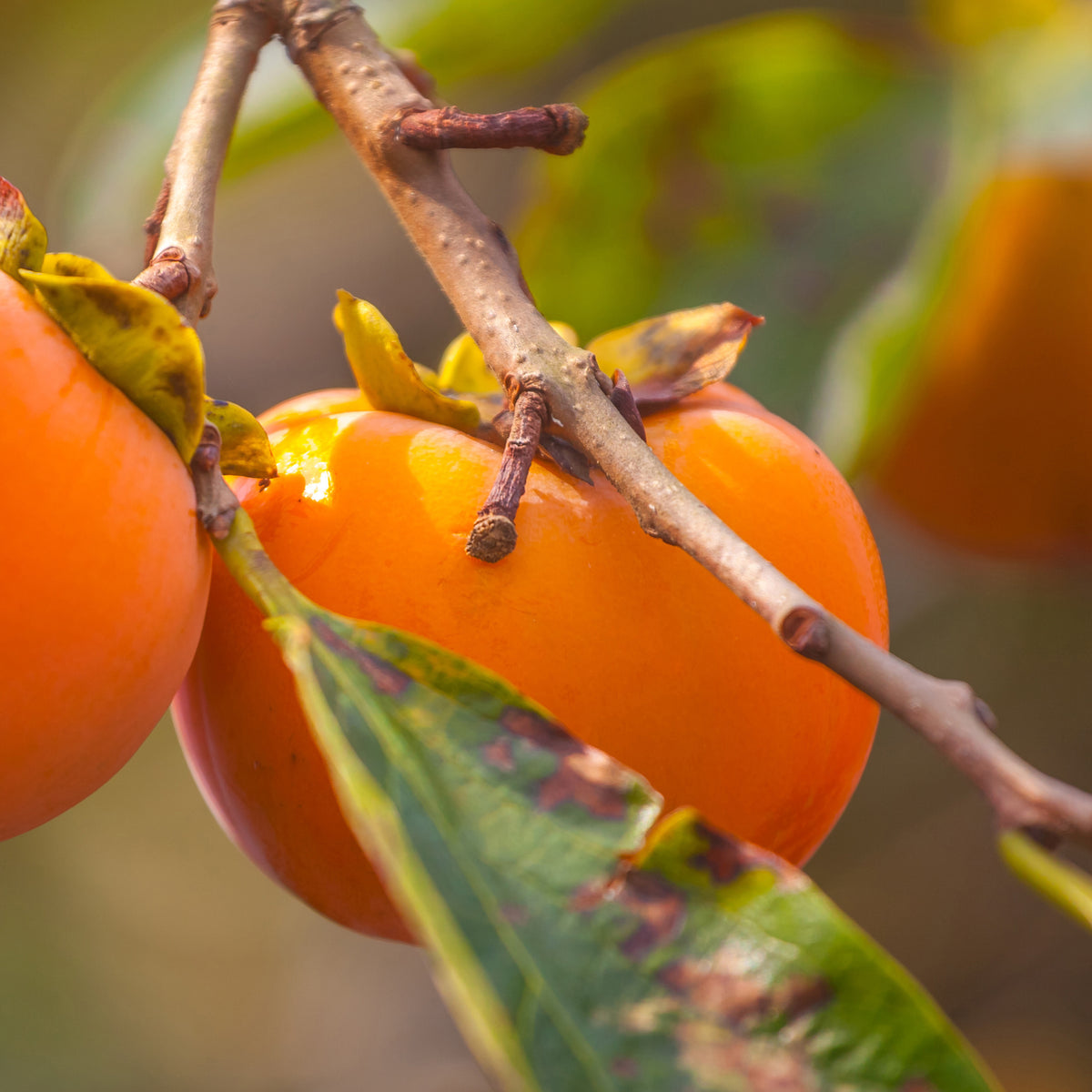Kakipflaume Rojo Brillante - Kaki diospyros rojo brillante - Willemse