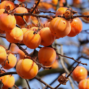 Persimone - Kaki Tipo - Kaki diospyros tipo