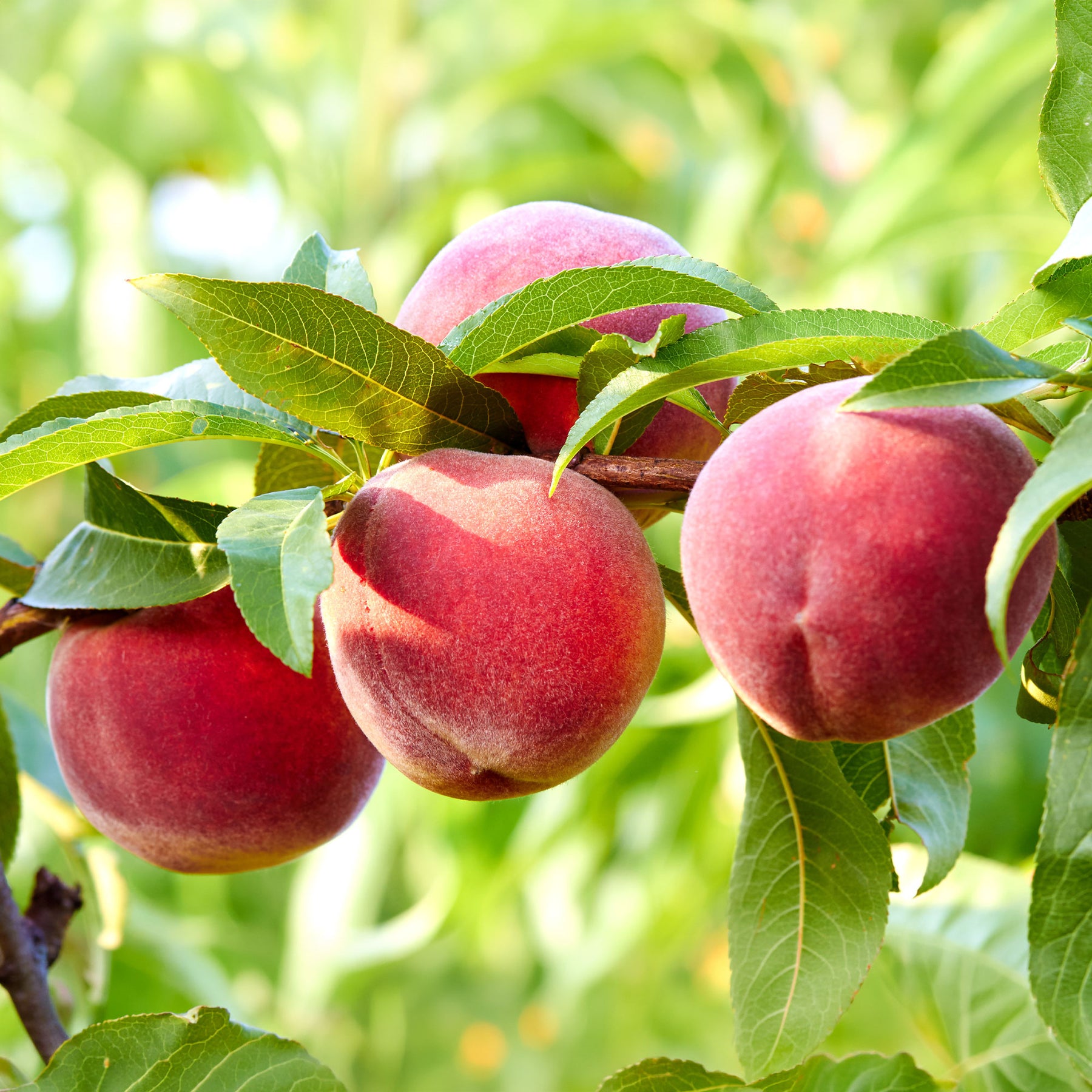 Verkauf Pfirsichbaum Suncrest - Prunus persica suncrest