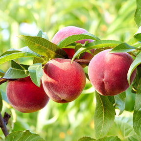 Verkauf Pfirsichbaum Suncrest - Prunus persica suncrest