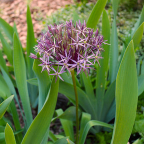 Allium-Zwiebeln - Allium Christophii (x10) - Allium christophii