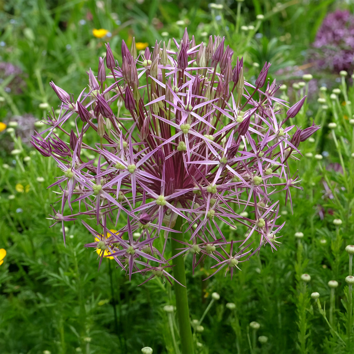 Allium Christophii (x10) - Willemse