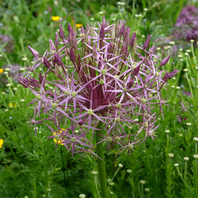 Allium Christophii (x10) - Willemse