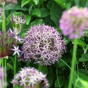 Verkauf Allium Christophii (x10) - Allium christophii