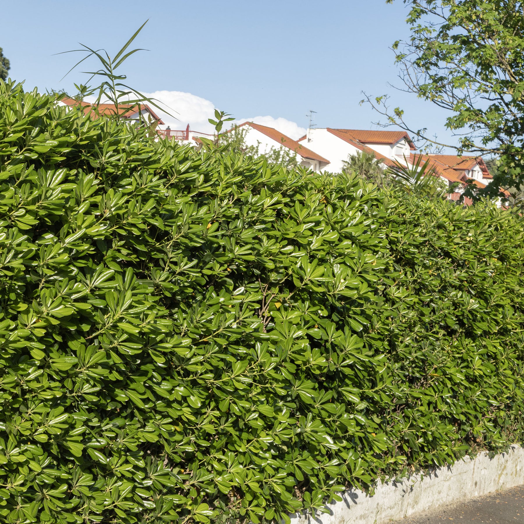 Verkauf Chinesischer Klebsame