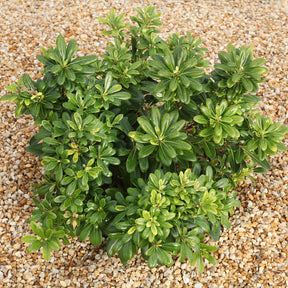 Klebsame ‘Nana’ - Pittosporum tobira Nana - Willemse