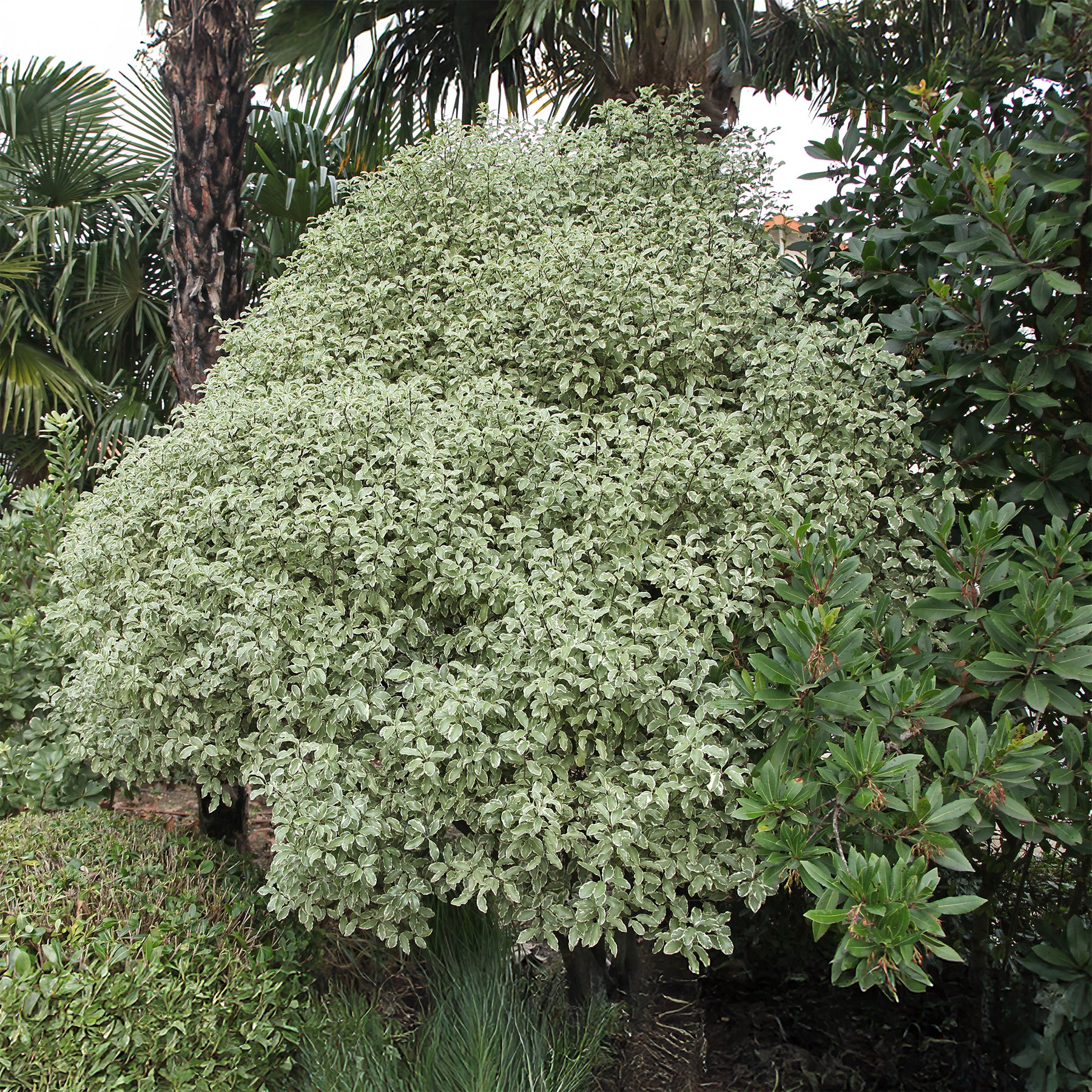 Verkauf Chinesischer bunte Klebsame - Immergrüne Sträucher