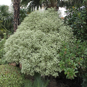 Verkauf Chinesischer bunte Klebsame - Immergrüne Sträucher