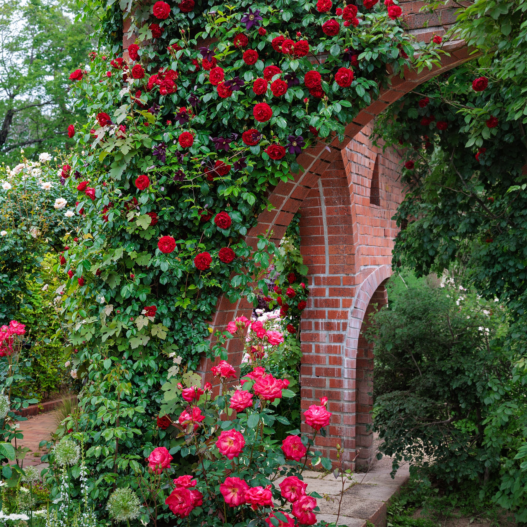 Rose Sympathie®