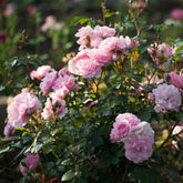 Beetrose Bonica 82® - Rosa Bonica 82 ® - Willemse