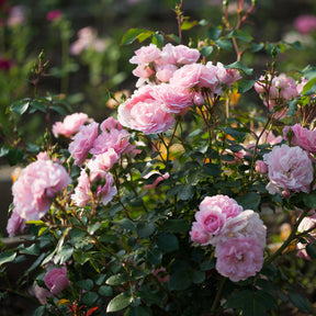 Beetrose Bonica 82® - Rosa Bonica 82 ® - Willemse