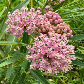 Sumpf-Seidenpflanze (x3) - Asclepias incarnata - Willemse