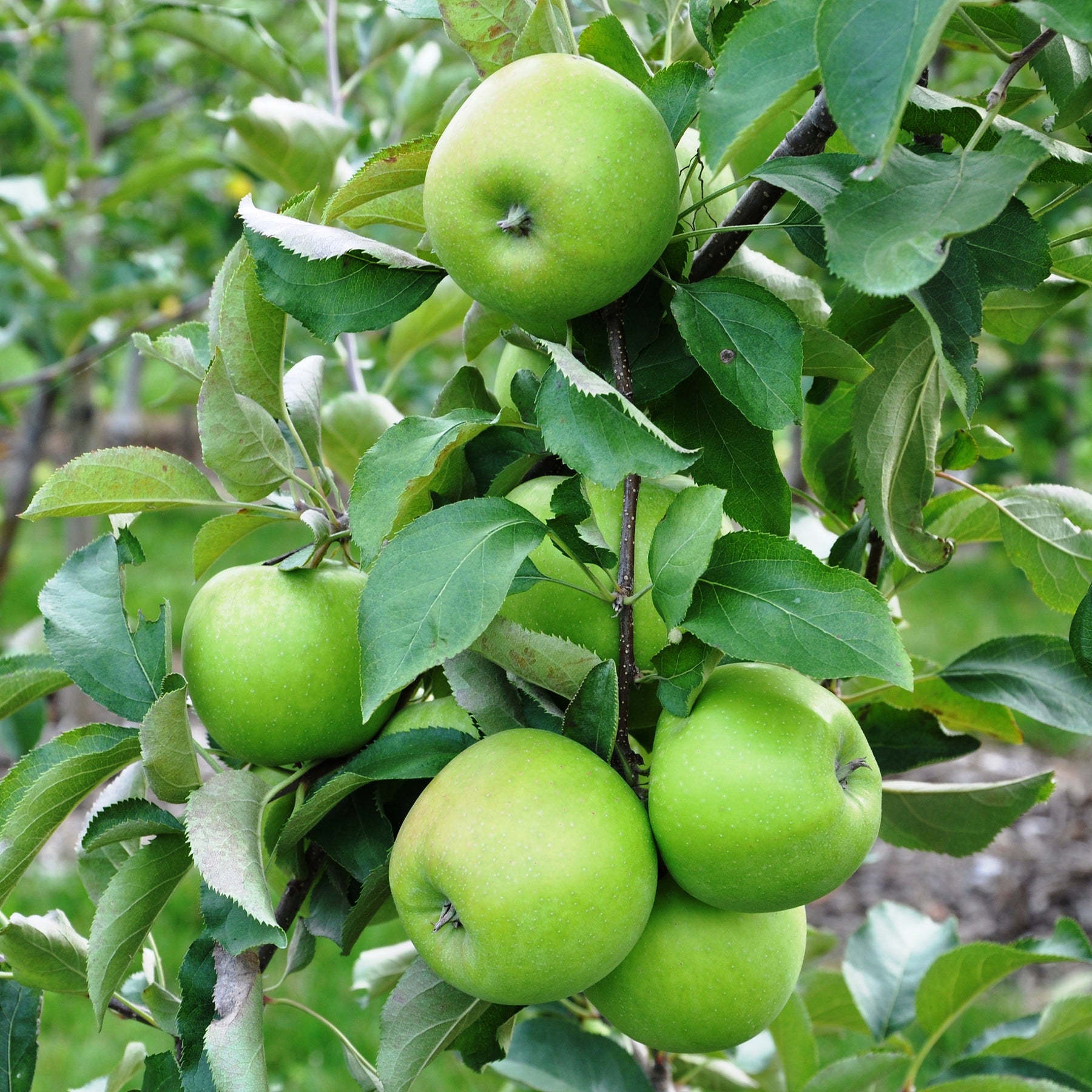 Apfelbaum Granny Smith