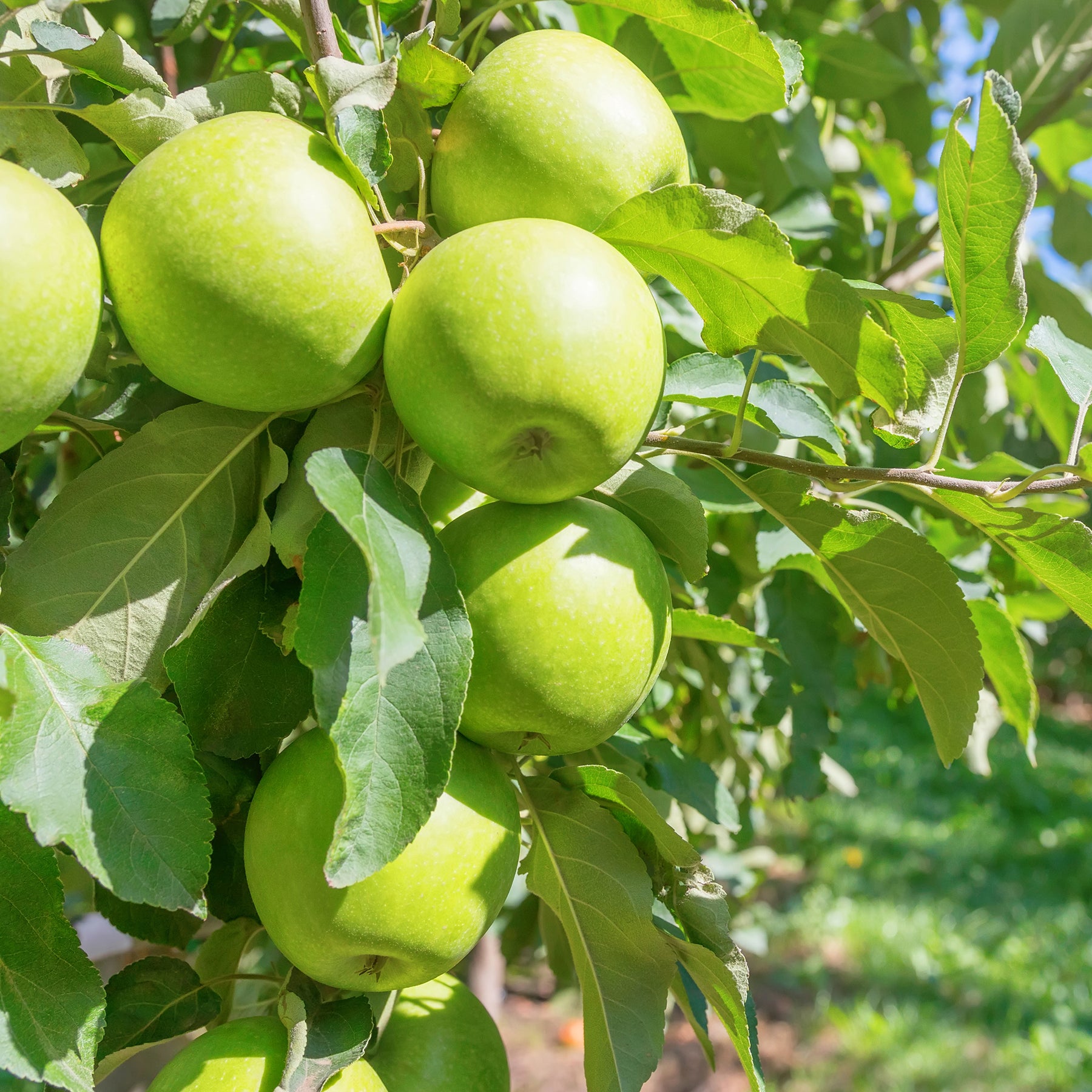 Apfelbaum Granny Smith
