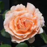 Rosa just joey ® - Edelrose Just Joey ® - Duftrosen