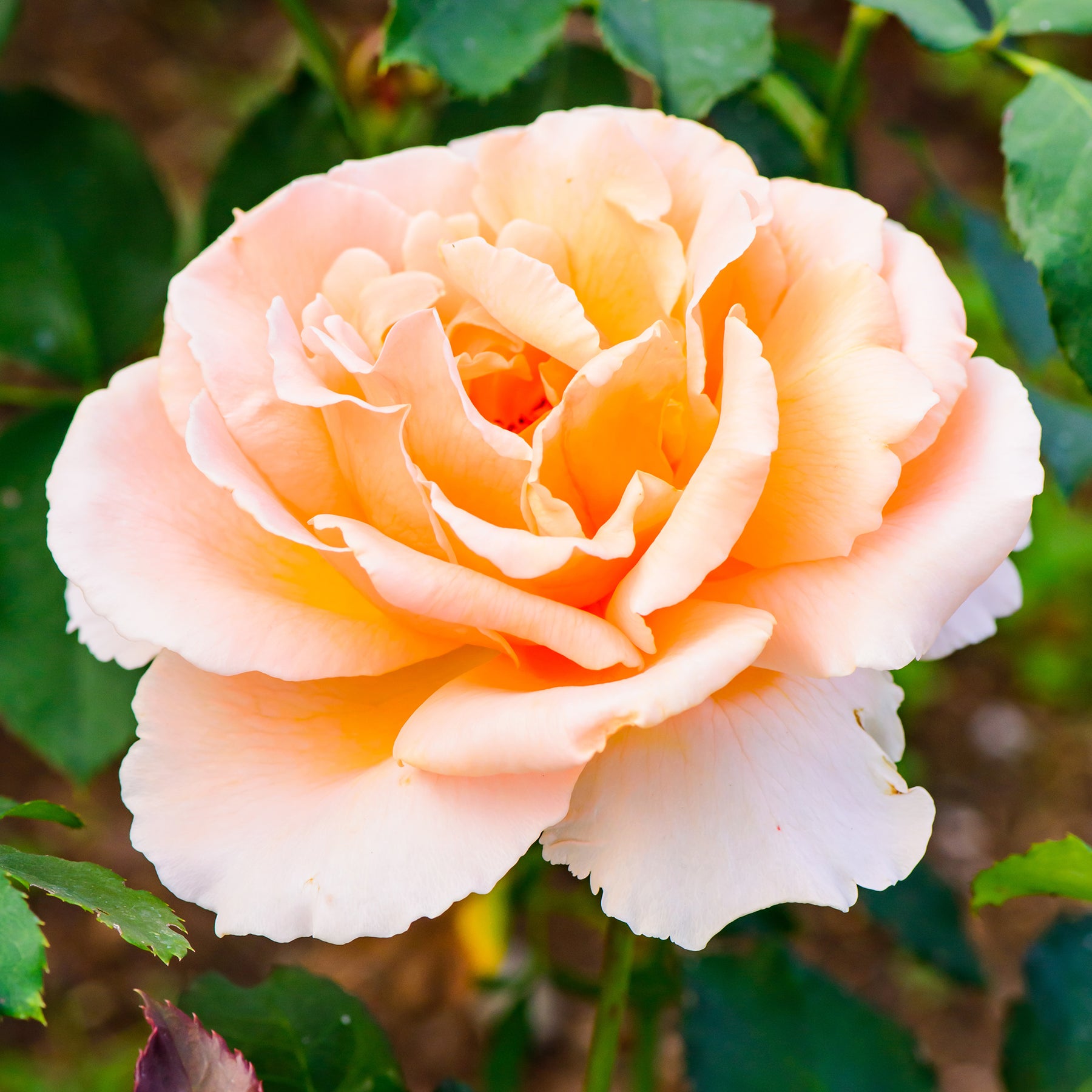 Edelrose Just Joey ® - Willemse