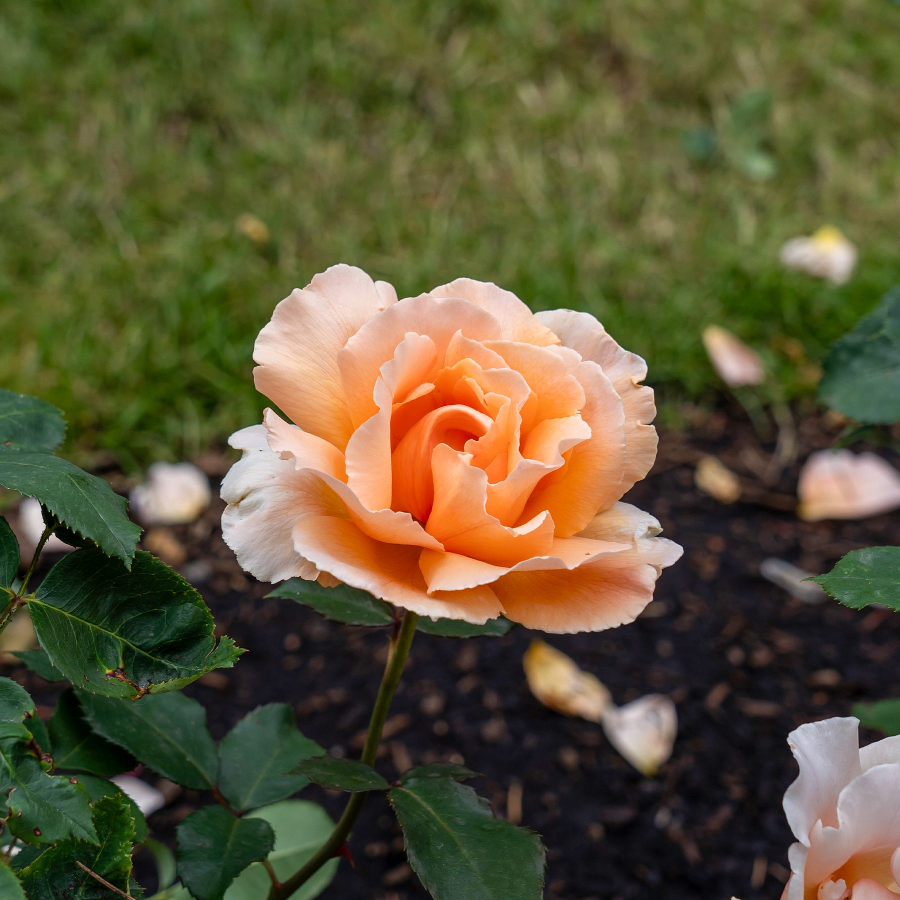 Edelrose Just Joey ® - Willemse