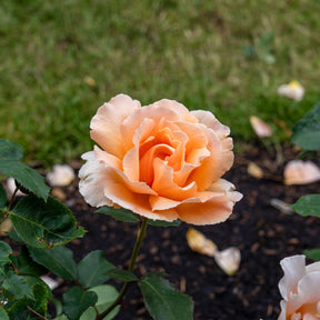 Edelrose Just Joey ® - Willemse