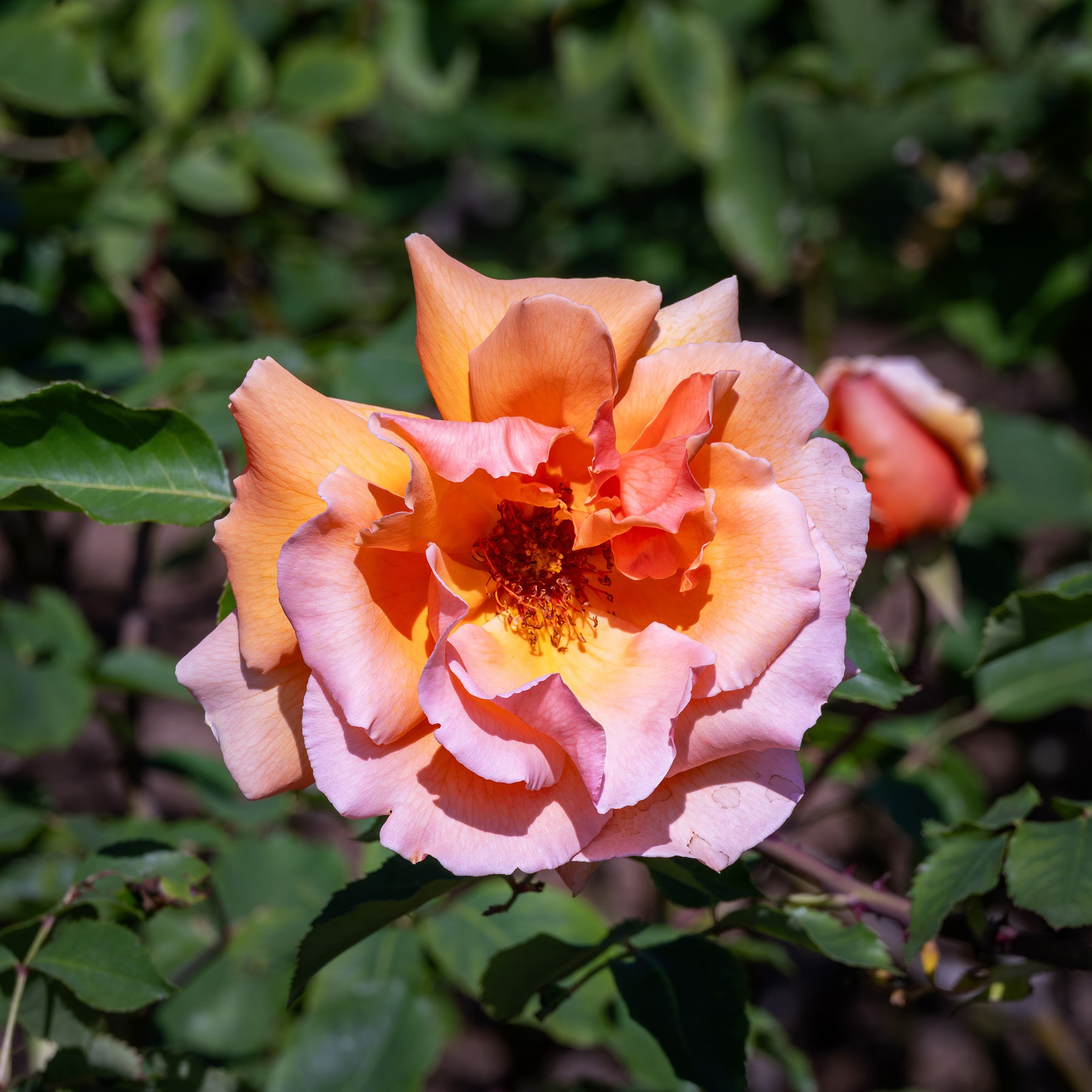 Rosa just joey ® - Edelrose Just Joey ® - Duftrosen