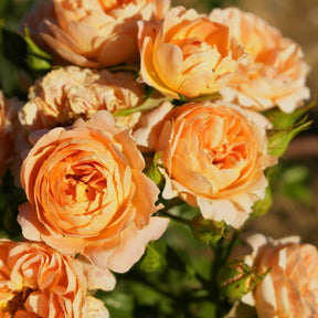 Rose Sweet Dream ® - Willemse