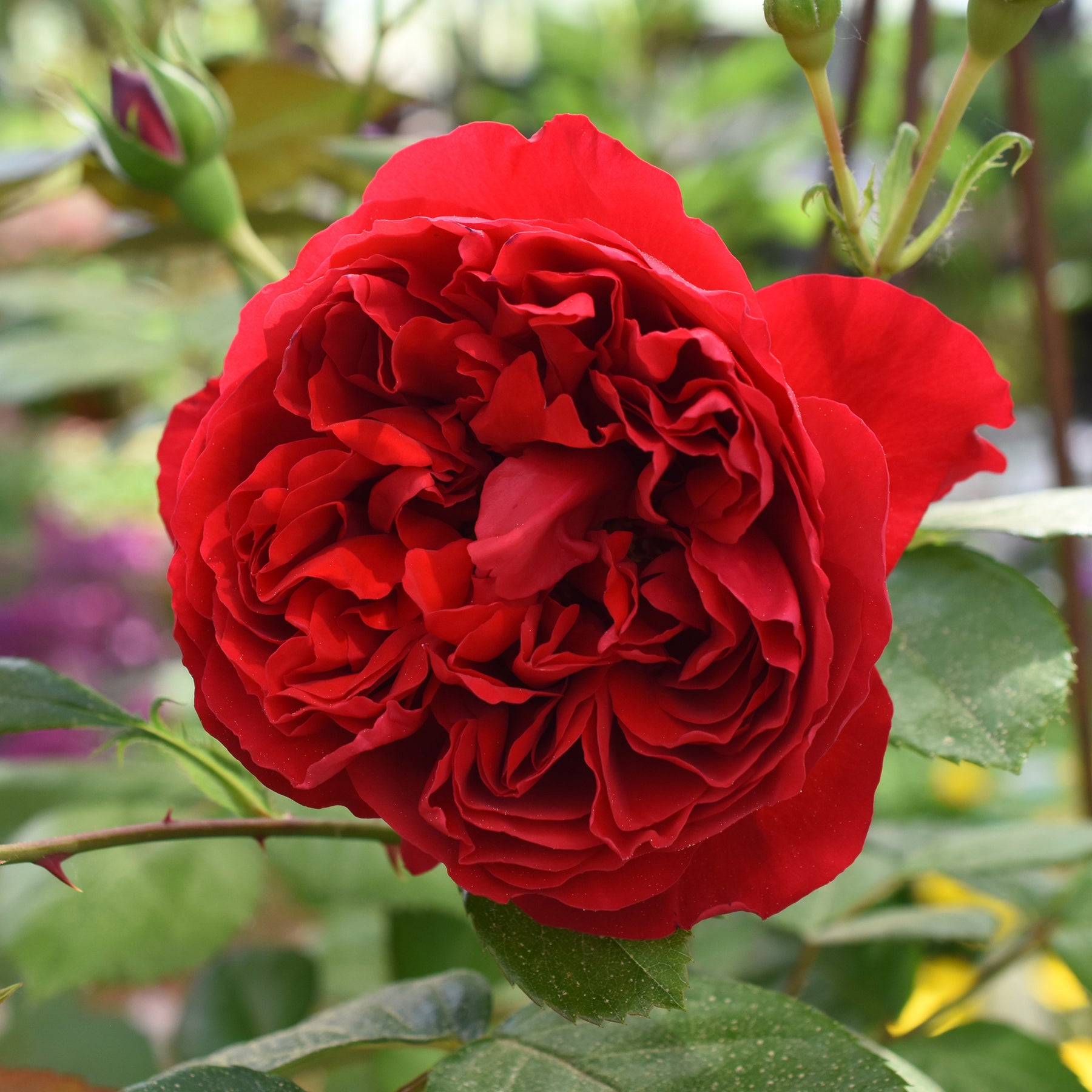 Kletterrose Florentina ® - Willemse