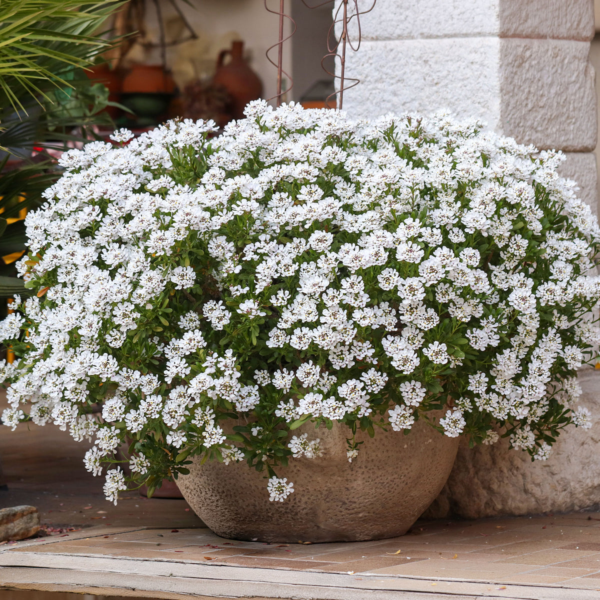 Schleifenblume 'Schneeflocke' - Willemse