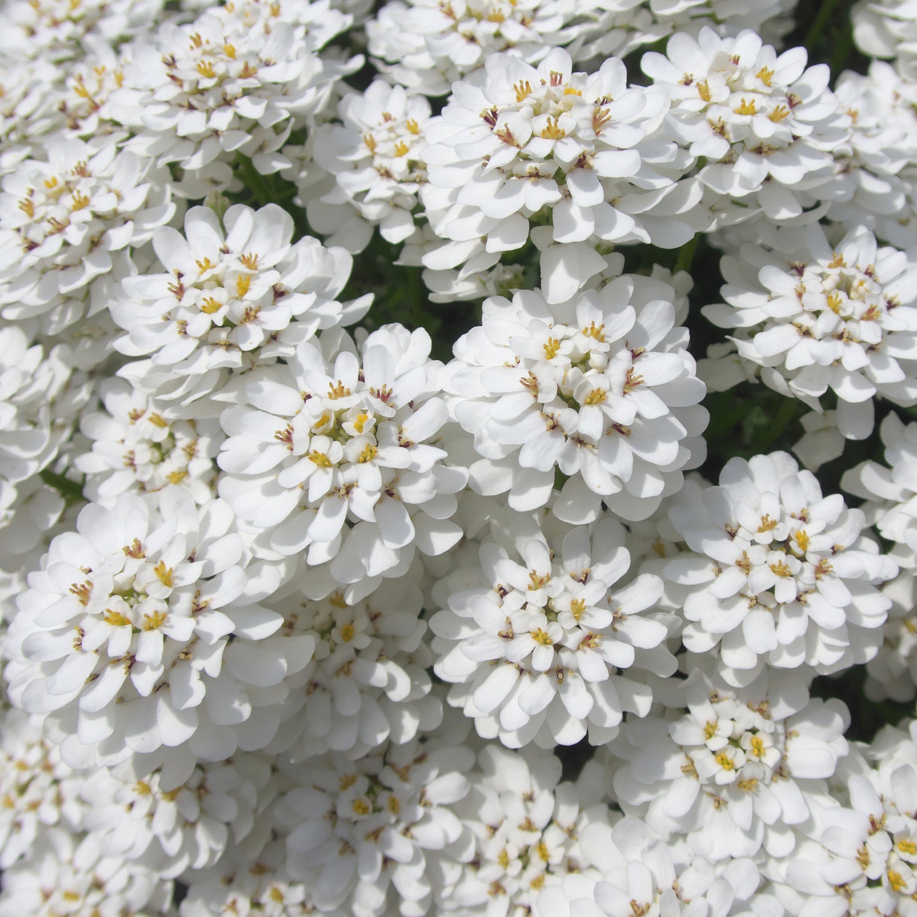 Schleifenblume 'Schneeflocke' - Iberis sempervirens 'snowflake' - Willemse