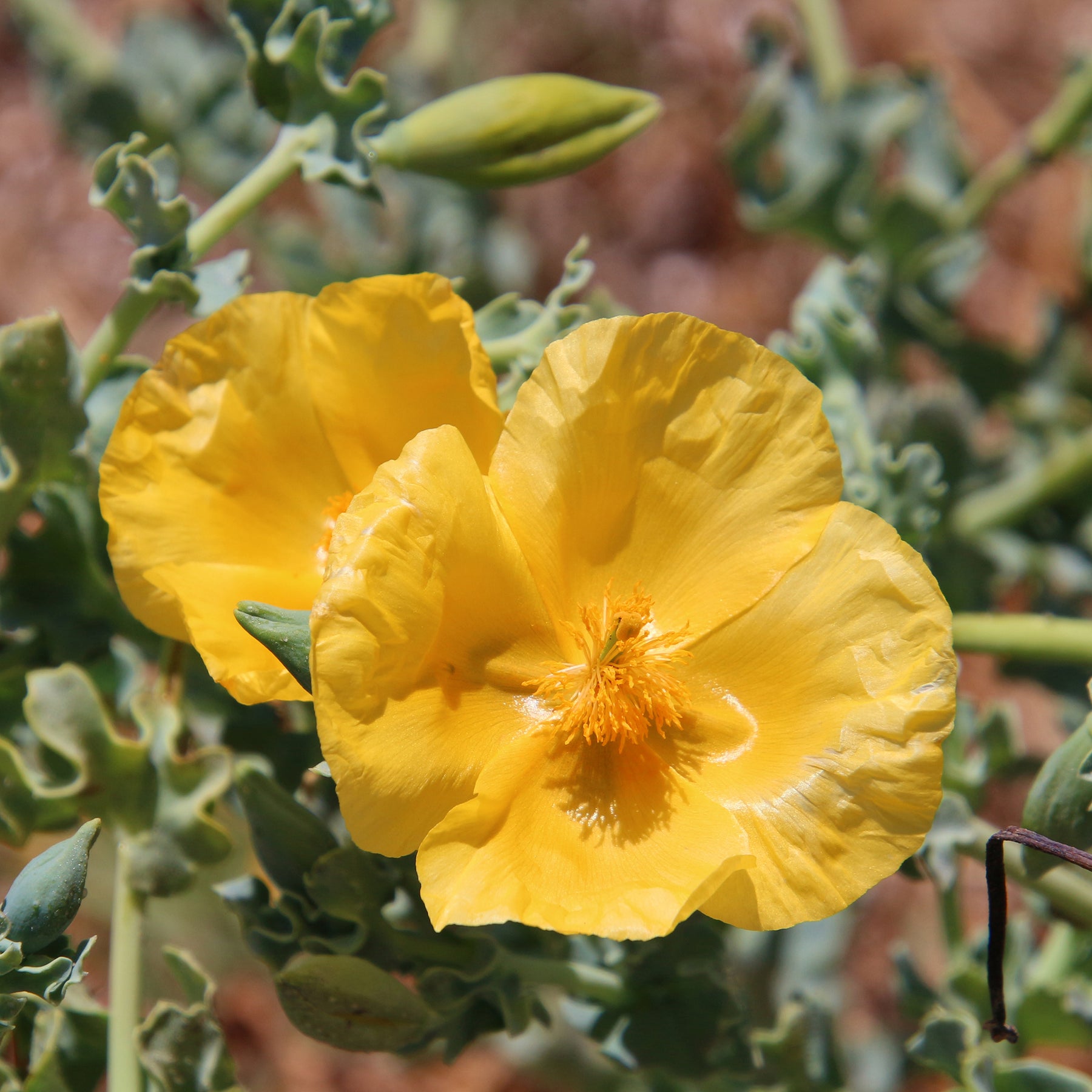 Gelber Hornmohn - Willemse