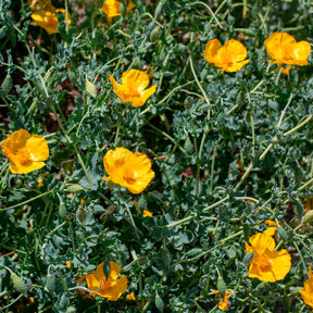 Gelber Hornmohn - Glaucium flavum - Willemse