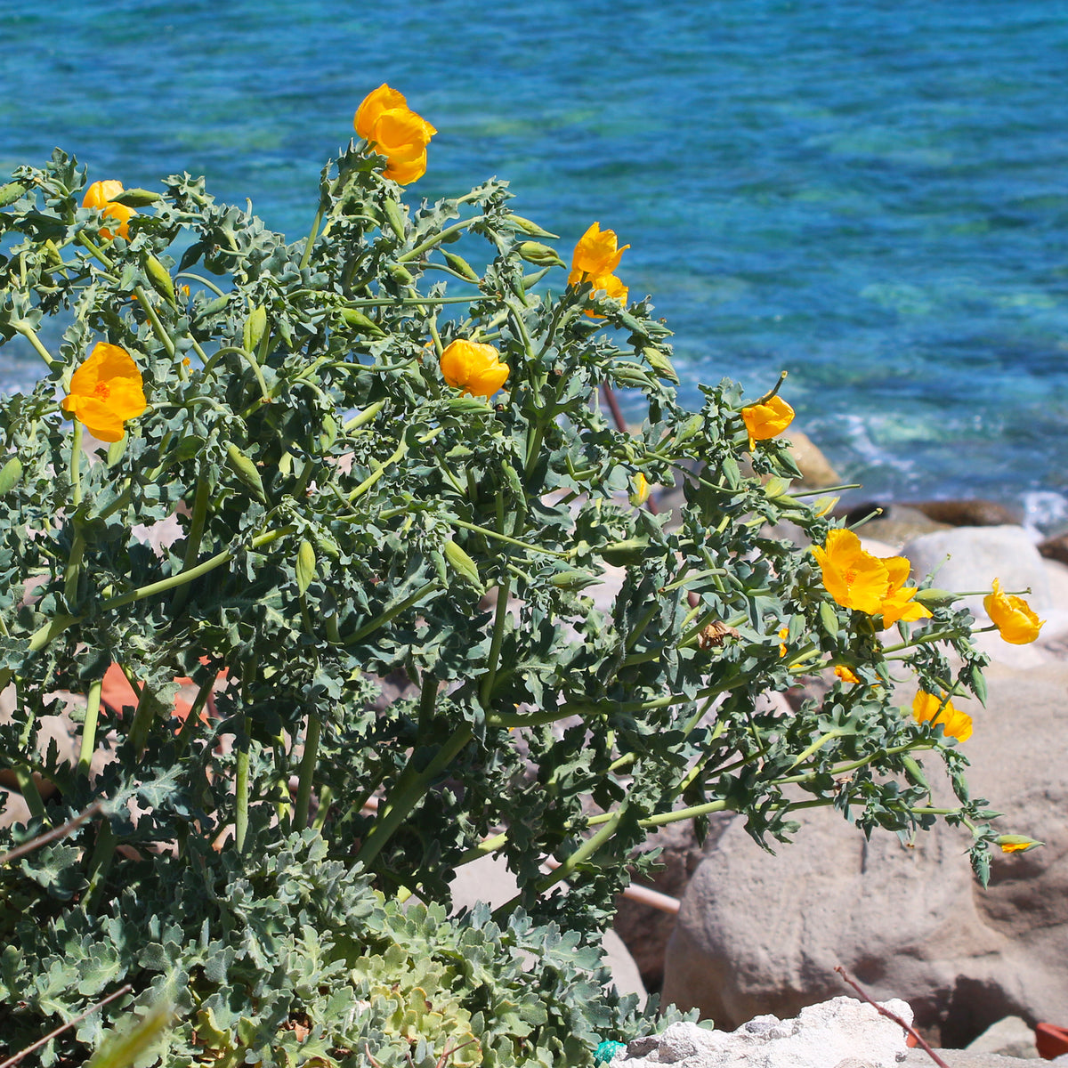 Stauden - Gelber Hornmohn - Glaucium flavum