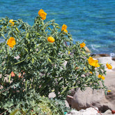 Stauden - Gelber Hornmohn - Glaucium flavum