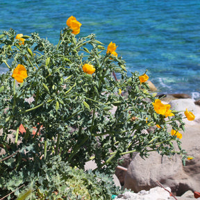 Stauden - Gelber Hornmohn - Glaucium flavum