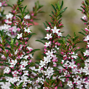 Wachs-Blume - Eriostemon myoporoides (philotheca) - Willemse