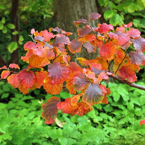 Fothergilla major - Federbuschstrauch - Balkonblumen