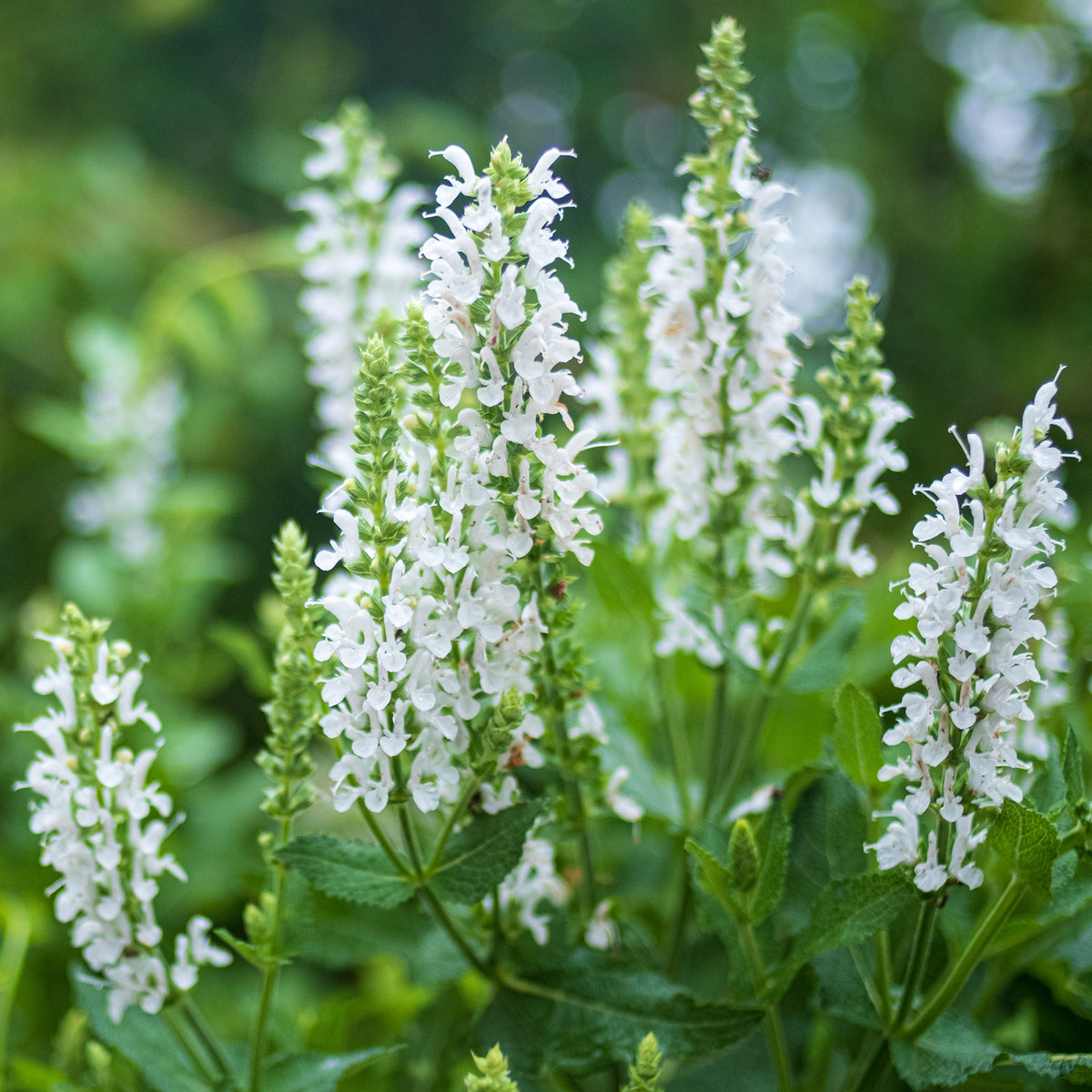 Steppen-Salbei 'Sensation White'