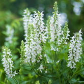 Steppen-Salbei 'Sensation White'