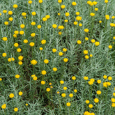 Santolina chamaecyparissus - Graues Heiligenkraut - Stauden
