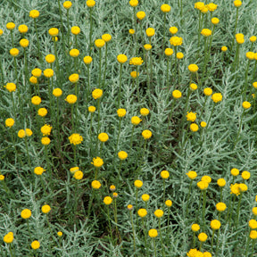 Santolina chamaecyparissus - Graues Heiligenkraut - Stauden